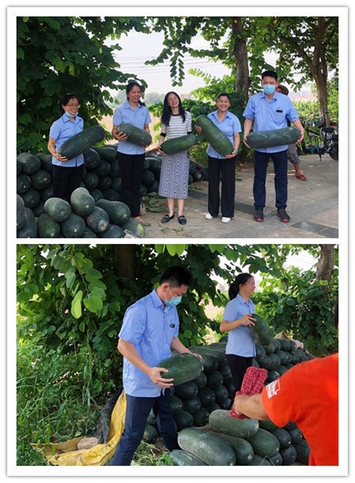 Dongguan Zhixu Electronics Helping Farmers to Sell Winter Melons