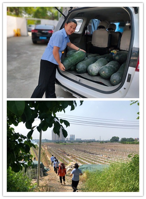 Dongguan Zhixu Electronics Helping Farmers to Sell Winter Melons