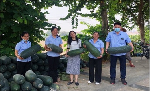 Zhixu Electronics Helping Farmers to Sell Winter Melons